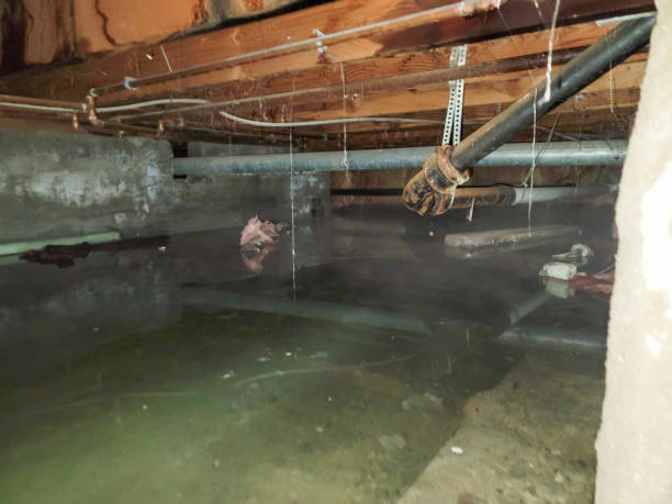 Best Basement water damage restoration  in Apopka, FL