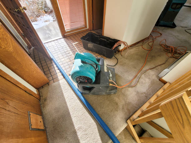 Best Basement water damage restoration  in Apopka, FL